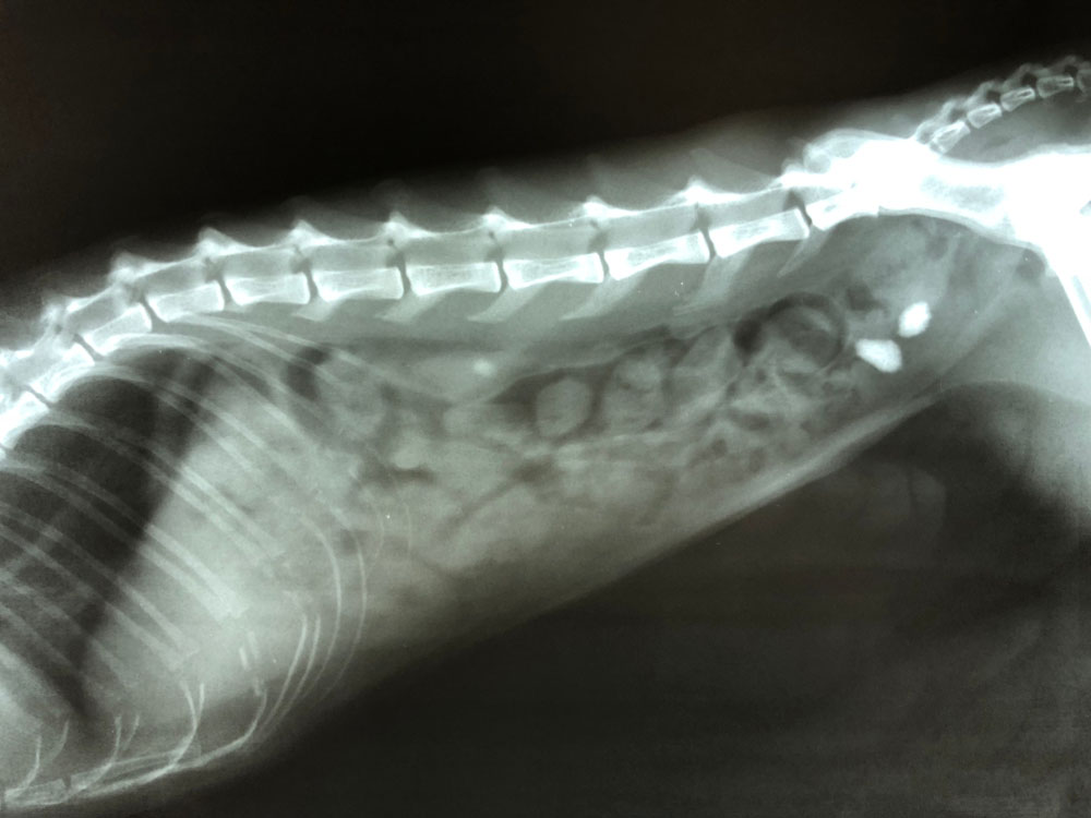 do dogs need surgery for bladder stones