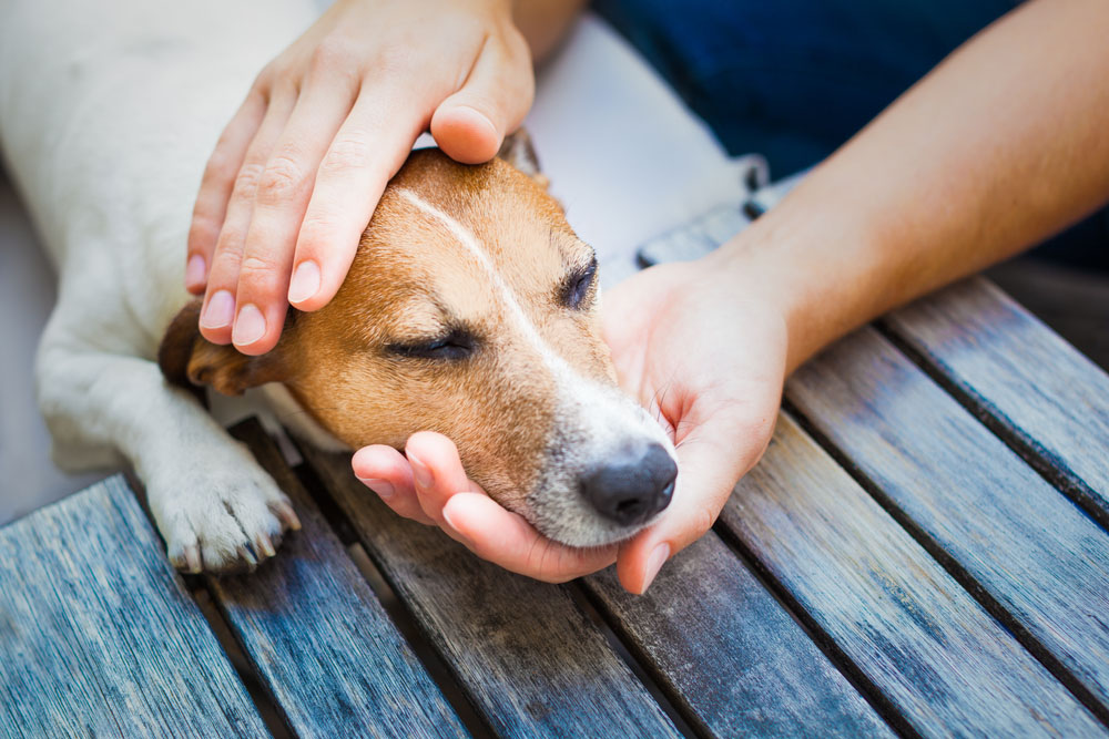 Common Pet Emergencies You May Encounter