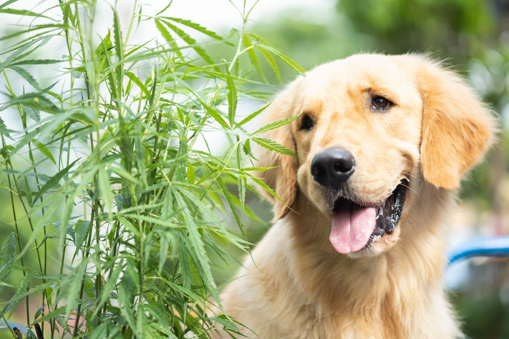 What Happens If My Dog Eats Marijuana? Understanding the Risks and Symptoms