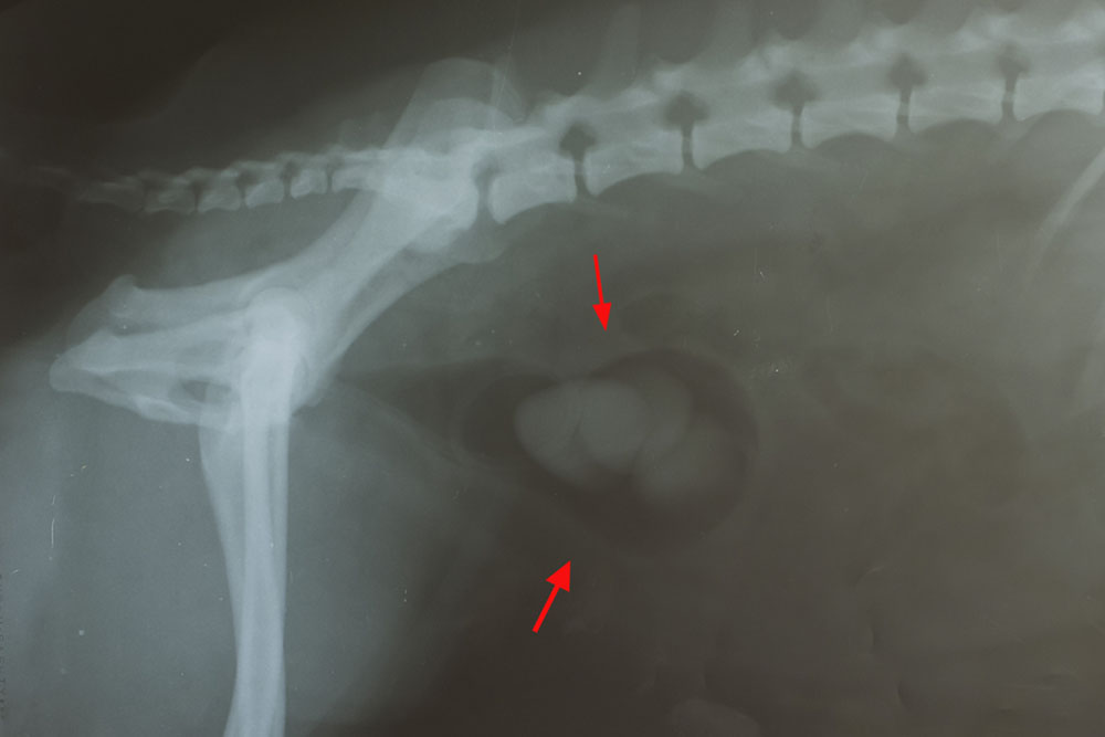 Understanding Bladder Stones in Dogs: Causes, Symptoms, and Treatment