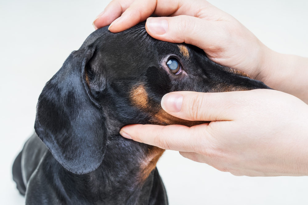 Advancements in Canine Eye Surgery: Enhancing Vision and Quality of Life for Dogs