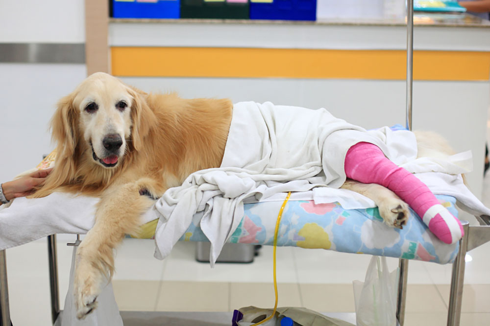 Achilles Tendon Injury & Surgery in Dogs / Canines