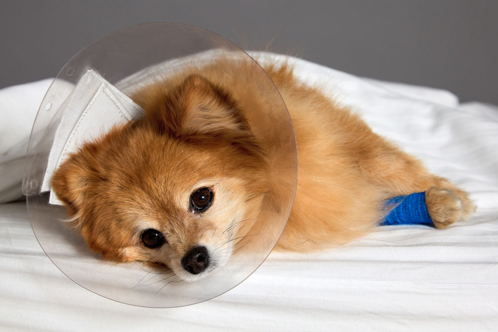 The Top 10 Orthopedic Surgeries for Dogs: A Comprehensive Guide