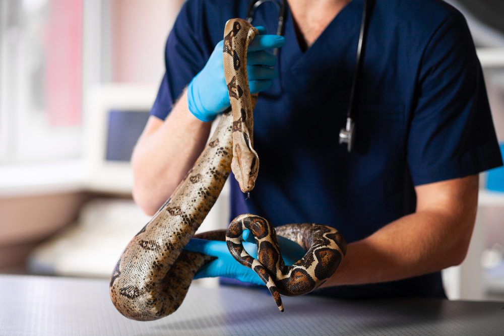 The Most Common Veterinary Issues with Snakes