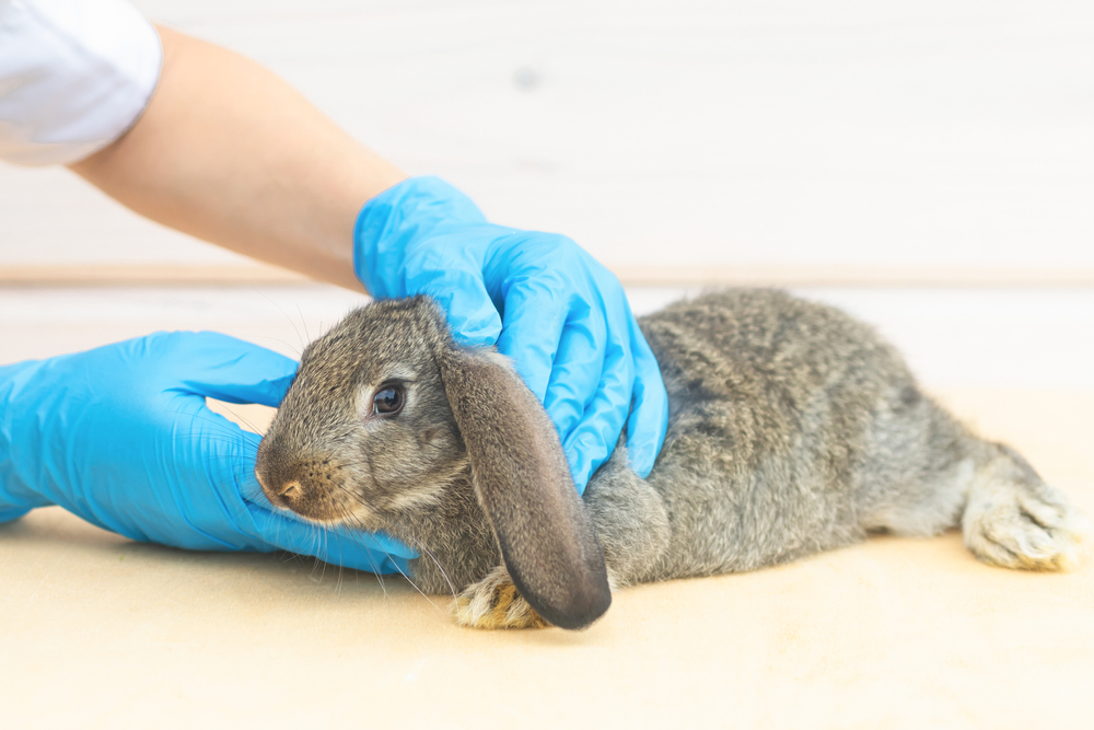 The Most Common Veterinary Issues with Rabbits