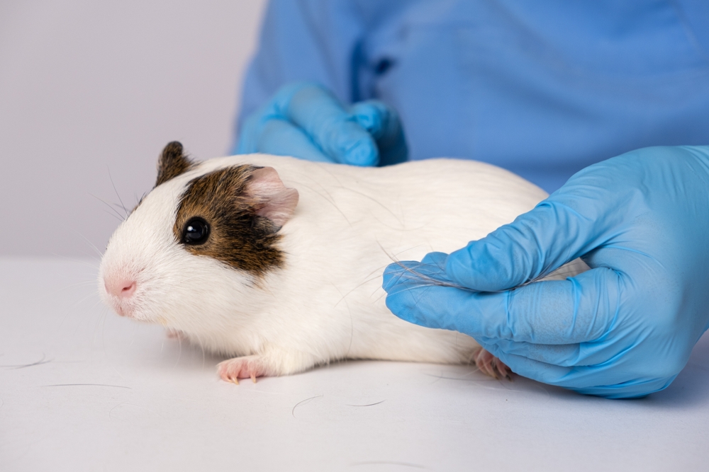 The Most Common Veterinary Issues with Guinea Pigs